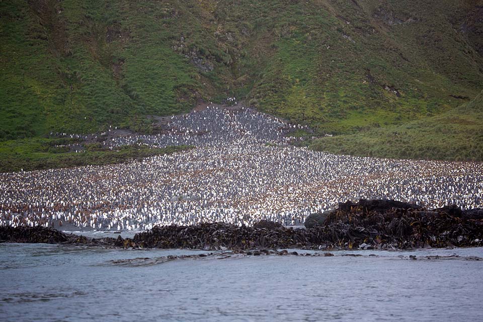 King Penguin (Aptenodytes patagonicus)